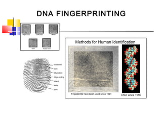 DNA FINGERPRINTING
 