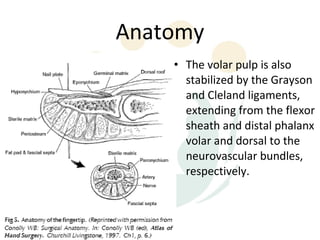 Finger Rip Pulp Fingertip recon | PPT