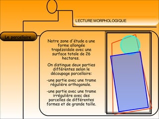 LECTURE MORPHOLOGIQUE
Notre zone d'étude a une
forme allongée
trapézoïdale avec une
surface totale de 26
hectares.
On distingue deux parties
différentes selon le
découpage parcellaire:
-une partie avec une trame
régulière orthogonale.
-une partie avec une trame
irrégulière avec des
parcelles de différentes
formes et de grande taille.
Le parcellaire
 