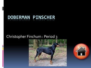 DOBERMAN PINSCHER
Christopher Finchum : Period 3
 