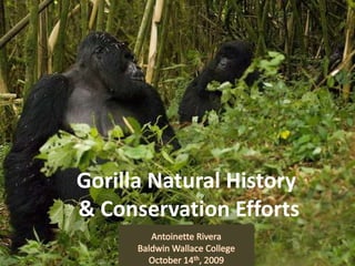 Gorilla Natural History & Conservation Efforts Antoinette Rivera Baldwin Wallace College  October 14th, 2009 