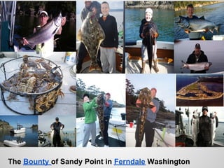 The Bounty of Sandy Point in Ferndale Washington
 