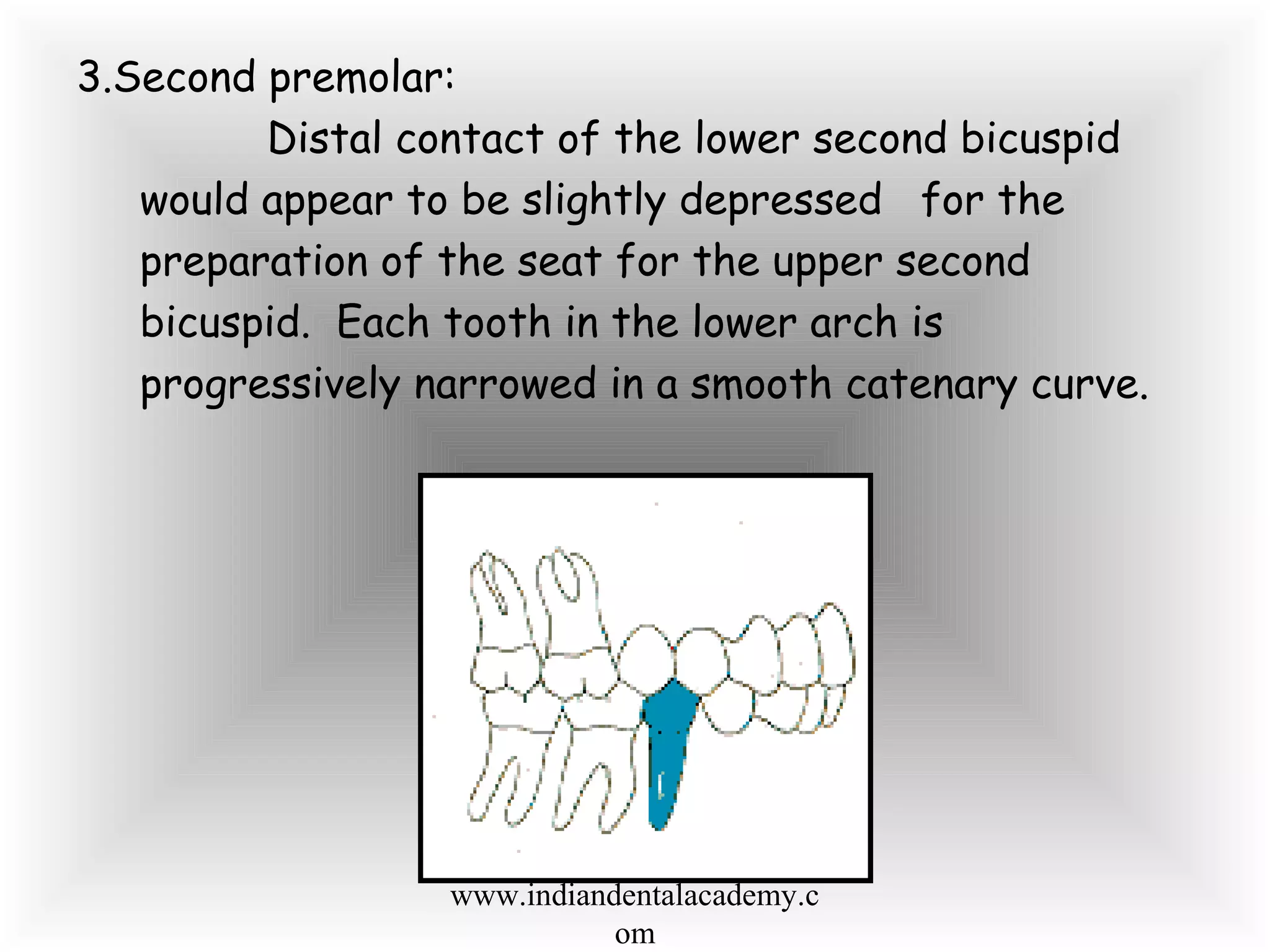 3.Second premolar:
Distal contact of the lower second bicuspid
would appear to be slightly depressed for the
preparation of the seat for the upper second
bicuspid. Each tooth in the lower arch is
progressively narrowed in a smooth catenary curve.
www.indiandentalacademy.c
om
 