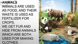 •ANIMALS
ANIMALS ARE USED
AS FOOD, AND THEIR
WASTE IS USED AS
FERTILIZER FOR
CROPS.
WE GET FUR AND
HIDE FROM ANIMALS
WHICH ARE BOTH
USED FOR MAKING
CLOTHES.

 
