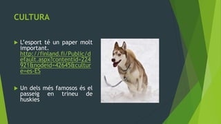 CULTURA

   L’esport té un paper molt
    important.
    http://finland.fi/Public/d
    efault.aspx?contentid=224
    921&nodeid=42645&cultur
    e=es-ES

   Un dels més famosos és el
    passeig en trineu de
    huskies
 