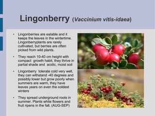 Lingonberry (Vaccinium vitis-idaea)
●   Lingonberries are eatable and it
    keeps the leaves in the wintertime.
    Lingonberryplants are rarely
    cultivated, but berries are often
    picked from wild plants.
●   They reach 10-40 cm height with
    compact growth habit, they thrive in
    partial shade and acidic, moist soil
●   Lingonberry tolerate cold very well,
    they can withstand -40 degrees and
    possibly lower but grow poorly when
    summers are warm, they have
    leaves years on even the coldest
    winters
●   They spread underground roots in
    summer. Plants white flowers and
    fruit ripens in the fall. (AUG-SEP)
 