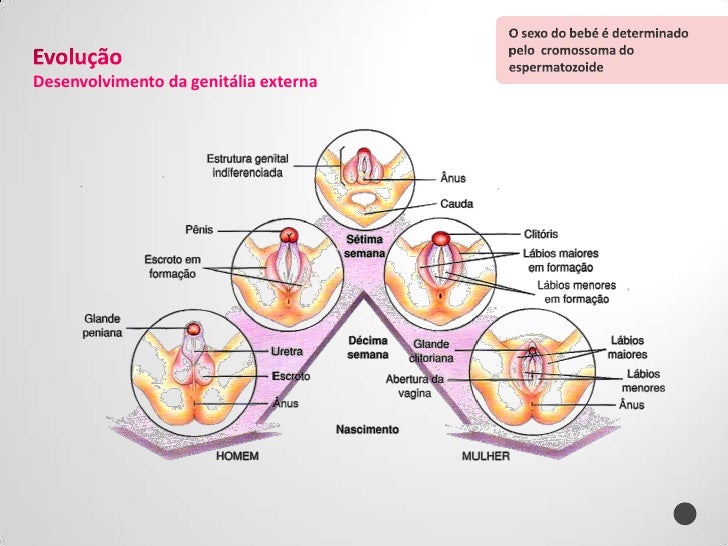 Sistema Reprodutor Feminino