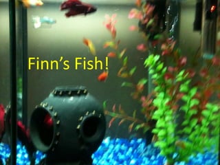 Finn’s Fish!
 