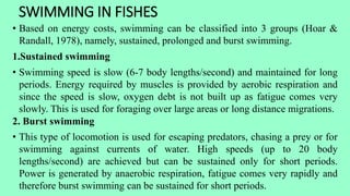 SWIMMING IN FISHES
• Based on energy costs, swimming can be classified into 3 groups (Hoar &
Randall, 1978), namely, sustained, prolonged and burst swimming.
1.Sustained swimming
• Swimming speed is slow (6-7 body lengths/second) and maintained for long
periods. Energy required by muscles is provided by aerobic respiration and
since the speed is slow, oxygen debt is not built up as fatigue comes very
slowly. This is used for foraging over large areas or long distance migrations.
2. Burst swimming
• This type of locomotion is used for escaping predators, chasing a prey or for
swimming against currents of water. High speeds (up to 20 body
lengths/second) are achieved but can be sustained only for short periods.
Power is generated by anaerobic respiration, fatigue comes very rapidly and
therefore burst swimming can be sustained for short periods.
 