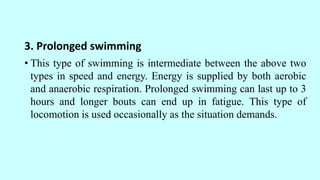 3. Prolonged swimming
• This type of swimming is intermediate between the above two
types in speed and energy. Energy is supplied by both aerobic
and anaerobic respiration. Prolonged swimming can last up to 3
hours and longer bouts can end up in fatigue. This type of
locomotion is used occasionally as the situation demands.
 
