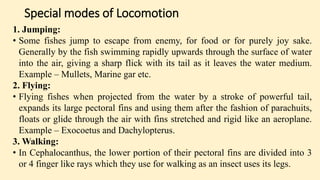 Special modes of Locomotion
1. Jumping:
• Some fishes jump to escape from enemy, for food or for purely joy sake.
Generally by the fish swimming rapidly upwards through the surface of water
into the air, giving a sharp flick with its tail as it leaves the water medium.
Example – Mullets, Marine gar etc.
2. Flying:
• Flying fishes when projected from the water by a stroke of powerful tail,
expands its large pectoral fins and using them after the fashion of parachuits,
floats or glide through the air with fins stretched and rigid like an aeroplane.
Example – Exocoetus and Dachylopterus.
3. Walking:
• In Cephalocanthus, the lower portion of their pectoral fins are divided into 3
or 4 finger like rays which they use for walking as an insect uses its legs.
 