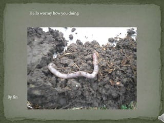Hello wormy how you doing
By fin
 