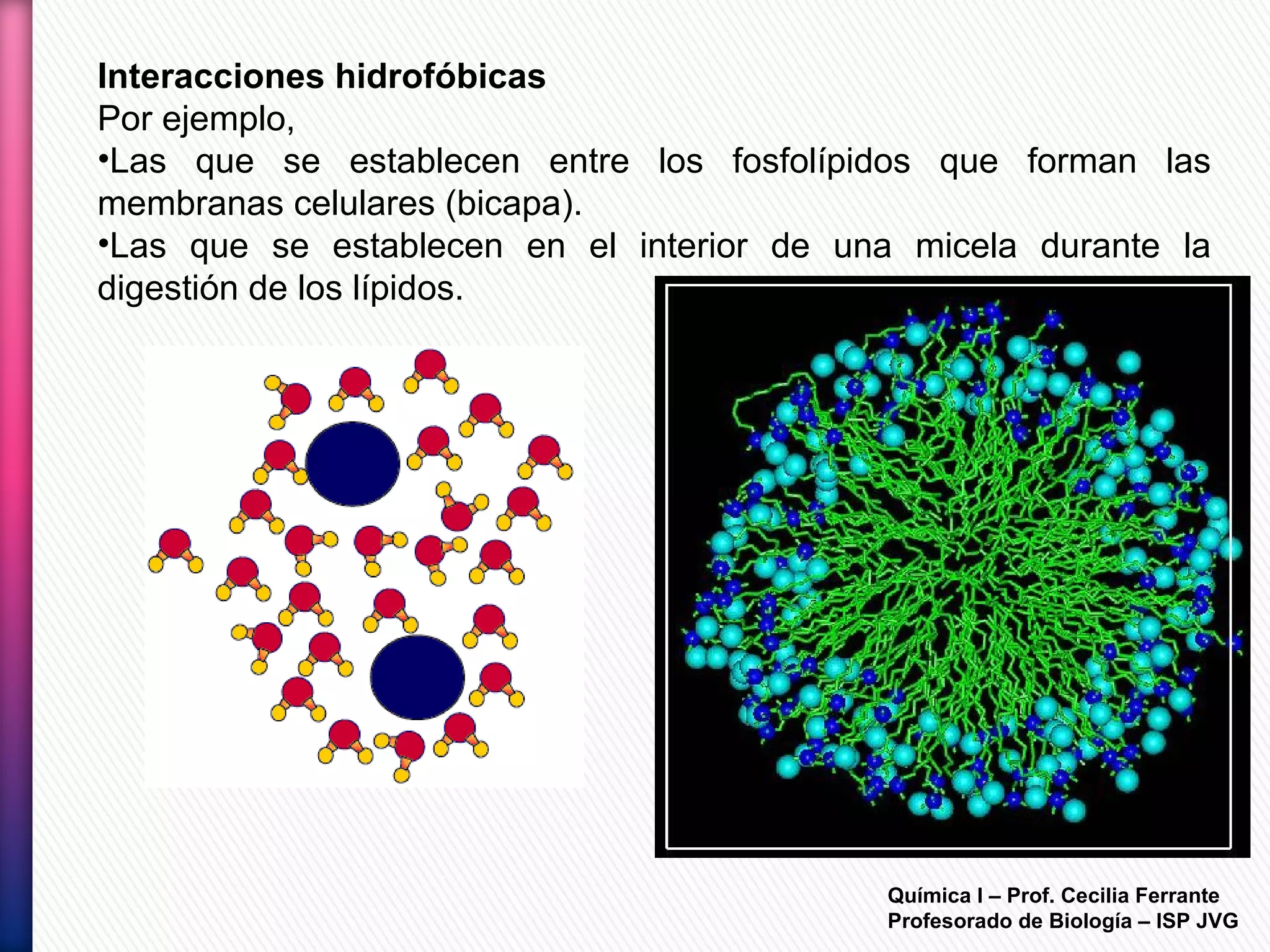 Química I – Prof. Cecilia Ferrante
Profesorado de Biología – ISP JVG
Interacciones hidrofóbicas
Por ejemplo,
•Las que se establecen entre los fosfolípidos que forman las
membranas celulares (bicapa).
•Las que se establecen en el interior de una micela durante la
digestión de los lípidos.
 