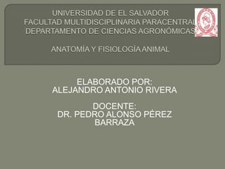 ELABORADO POR:
ALEJANDRO ANTONIO RIVERA
DOCENTE:
DR. PEDRO ALONSO PÉREZ
BARRAZA
 