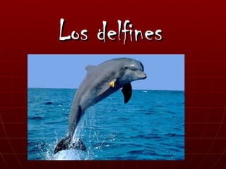 Los delfines 