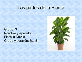 Las partes de la Planta
Grupo: 3
Nombre y apellido:
Fiorella Dávila
Grado y sección: 6to B
 