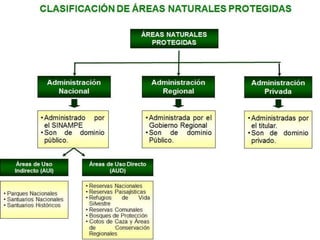 Fiorella bravo ocaña