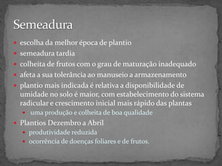  escolha da melhor época de plantio
 semeadura tardia
 colheita de frutos com o grau de maturação inadequado
 afeta a sua tolerância ao manuseio a armazenamento
 plantio mais indicada é relativa a disponibilidade de
umidade no solo é maior, com estabelecimento do sistema
radicular e crescimento inicial mais rápido das plantas
 uma produção e colheita de boa qualidade
 Plantios Dezembro a Abril
 produtividade reduzida
 ocorrência de doenças foliares e de frutos.
 