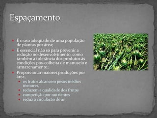  É o uso adequado de uma população
de plantas por área;
 É essencial não só para prevenir a
redução no desenvolvimento, como
também a tolerância dos produtos às
condições pós-colheita de manuseio e
armazenamento;
 Proporcionar maiores produções por
área,
 os frutos alcancem pesos médios
menores,
 reduzem a qualidade dos frutos
 competição por nutrientes
 reduz a circulação do ar
 