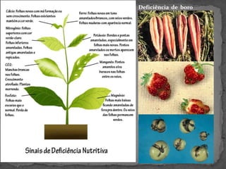 Deficiência de boro
 
