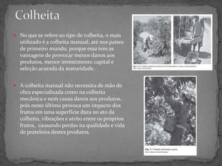  No que se refere ao tipo de colheita, o mais
utilizado é a colheita manual, até nos países
de primeiro mundo, porque essa tem as
vantagens de provocar menos danos aos
produtos, menor investimento capital e
seleção acurada da maturidade.
 A colheita manual não necessita de mão de
obra especializada como na colheita
mecânica e nem causa danos aos produtos,
pois neste último provoca um impacto dos
frutos em uma superfície dura no ato da
colheita, vibrações e atrito entre os próprios
frutos, causando perdas na qualidade e vida
de prateleira destes produtos.
 