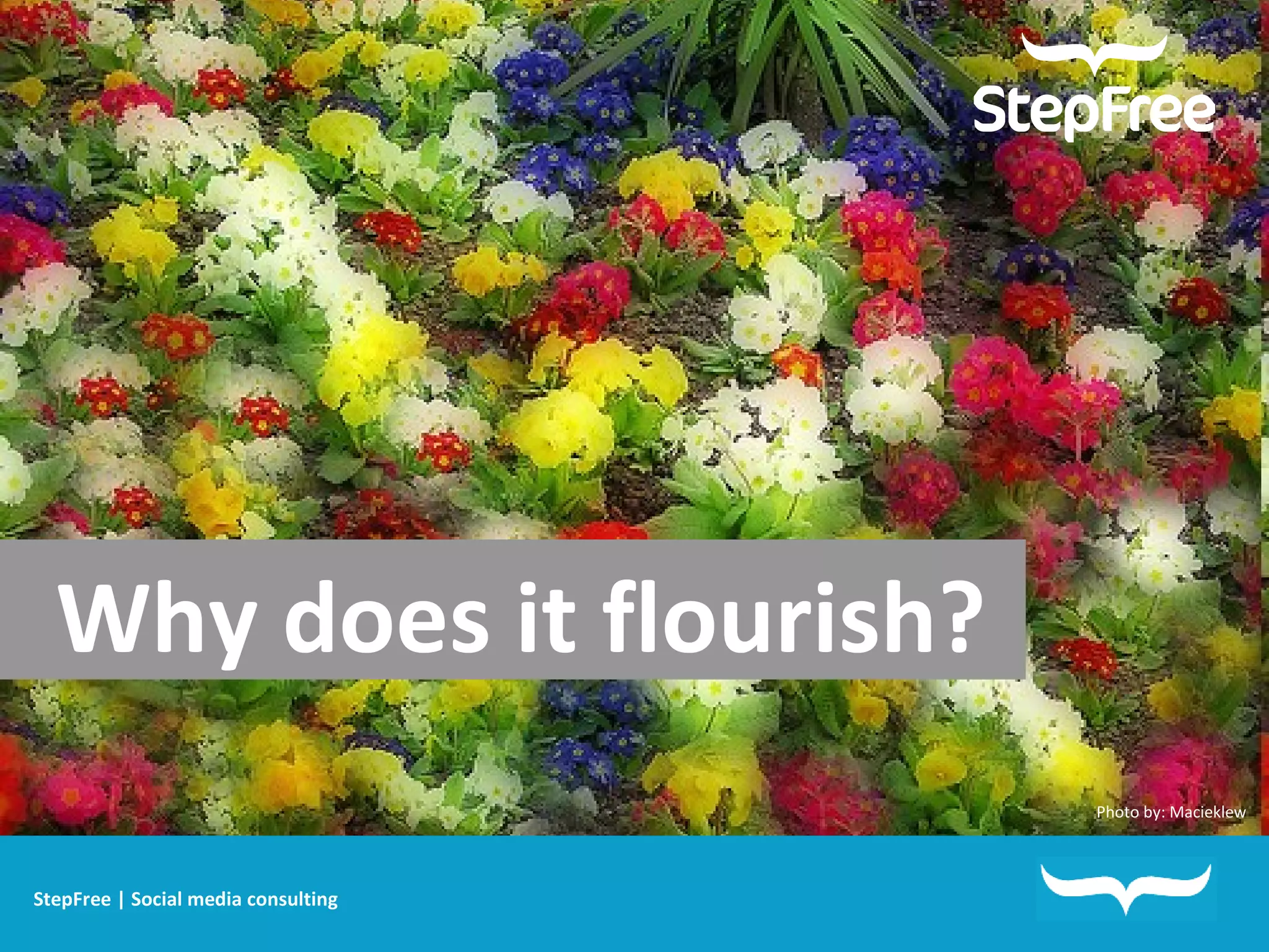 Why does it flourish?   StepFree | Social media consulting Photo by:  Macieklew 