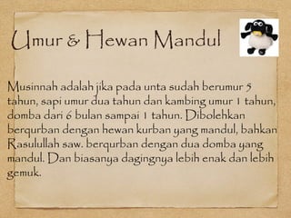 Umur & Hewan Mandul
Musinnah adalah jika pada unta sudah berumur 5
tahun, sapi umur dua tahun dan kambing umur 1 tahun,
domba dari 6 bulan sampai 1 tahun. Dibolehkan
berqurban dengan hewan kurban yang mandul, bahkan
Rasulullah saw. berqurban dengan dua domba yang
mandul. Dan biasanya dagingnya lebih enak dan lebih
gemuk.
 