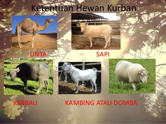 Fiqih blog Fiqih blog