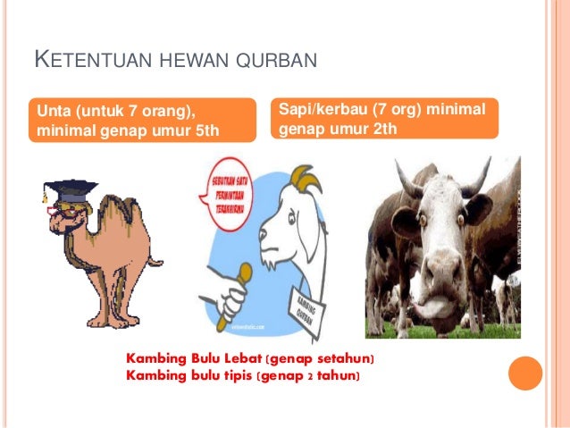 Fiqih qurban dan aqiqoh