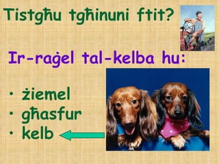 Tistgħu tgħinuni ftit? Ir-raġel tal-kelba hu: żiemel għasfur kelb 