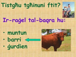 Tistgħu tgħinuni ftit? Ir-raġel tal-baqra hu: muntun barri ġurdien 