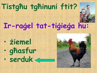 Tistgħu tgħinuni ftit? Ir-raġel tat-tiġieġa hu: żiemel għasfur serduk 