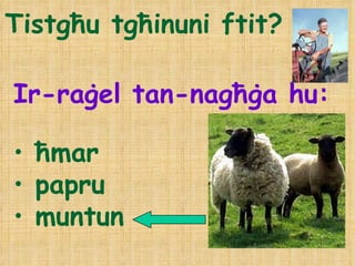 Tistgħu tgħinuni ftit? Ir-raġel tan-nagħġa hu: ħmar papru muntun 