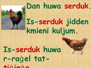 Dan huwa  serduk . Is- serduk  jidden kmieni kuljum. Is- serduk  huwa  r-ra ġ el   tat- ti ġ ie ġ a . 