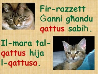 Fir-razzett  Ġ anni g ħ andu  qattus  sabi ħ . Il-mara tal- qattus  hija  l- qattusa . 