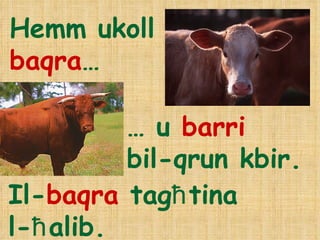 Hemm ukoll  baqra … …  u  barri   bil-qrun kbir.  Il- baqra  tag ħ tina l- ħ alib. 