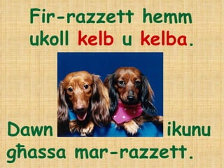 Fir-razzett hemm ukoll  kelb  u  kelba . Dawn  ikunu g ħ assa mar-razzett. 