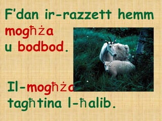 F’dan ir-razzett hemm  mog ħż a u  bodbod .  Il- mog ħż a   tag ħ tina l- ħ alib.  