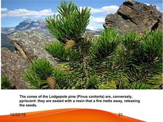 Contorted Fire Fire | PPT