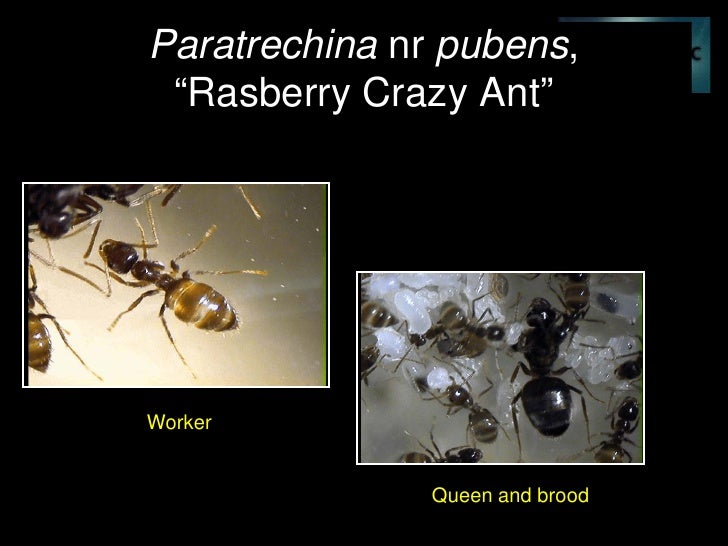 best home remedy for sugar ants