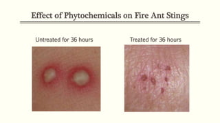 Effect of Phytochemicals on Fire Ant Stings
Untreated for 36 hours Treated for 36 hours
 