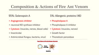 Composition & Actions of Fire Ant Venom
95%: Solenopsin A
 Angiogenesis inhibitor
 neuronal NO synthase inhibitor
 Cytotoxic (muscles, nerves, blood cells)
 Insecticidal
 Antimicrobial (fungus, bacteria, virus)
5%: Allergenic proteins (46)
 Phospholipase A
 Phospholipase A inhibitor
 Cytotoxic (muscles, nerves)
 Growth factor
 Thioredoxin peroxidase
 