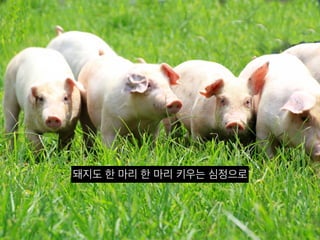 돼지도 한 마리 한 마리 키우는 심정으로
 