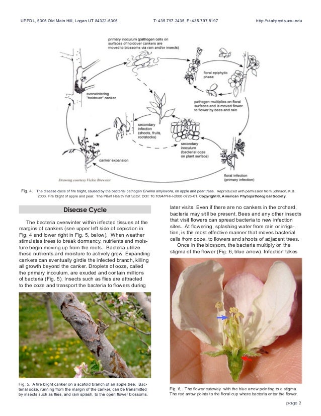Utah Pests Fact Sheet Fire Blight