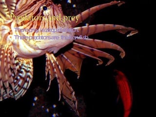 There prey is zoop plankton.  There predators are  the lion fish.  