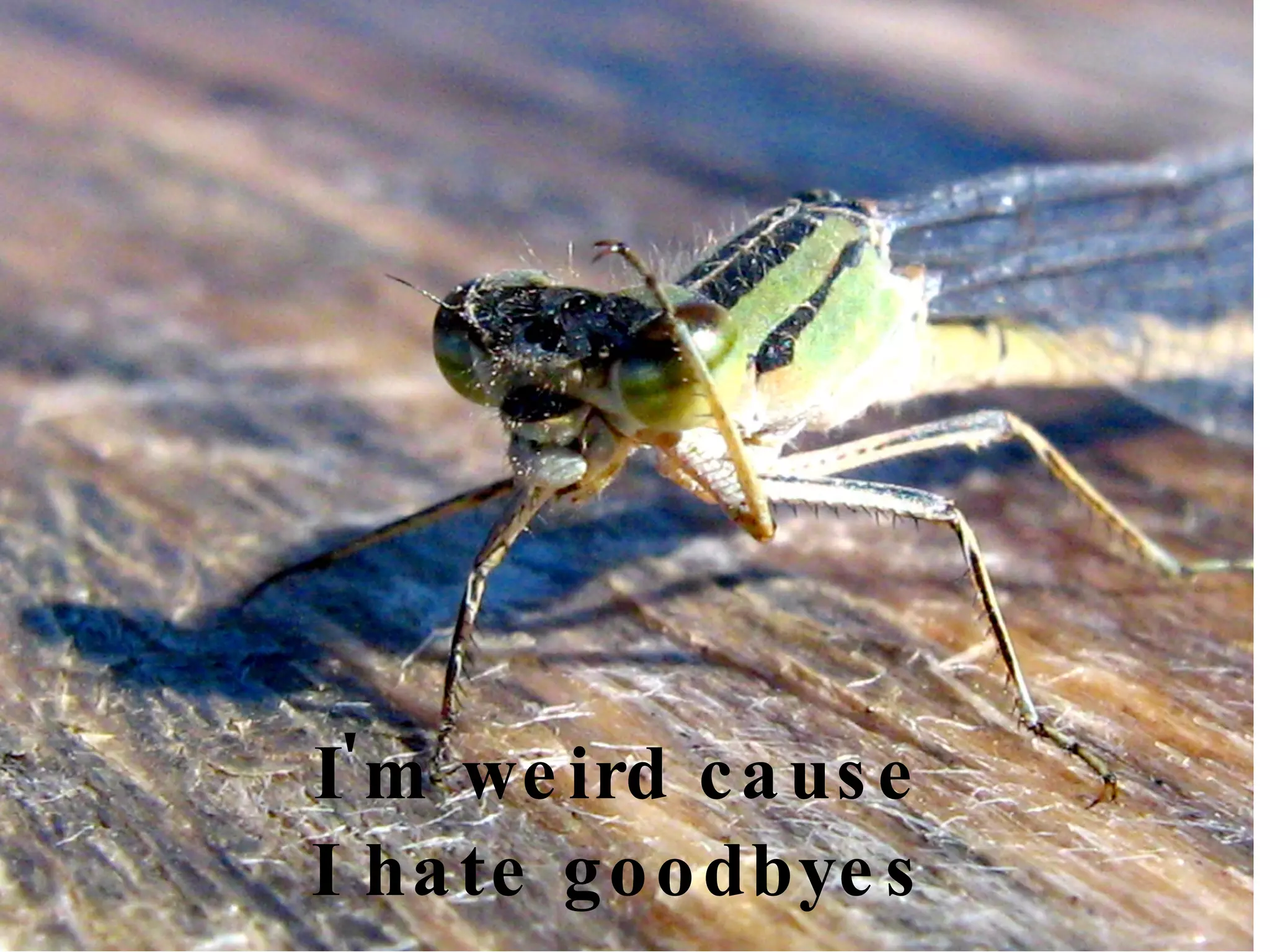 I'm weird cause I hate goodbyes .... 