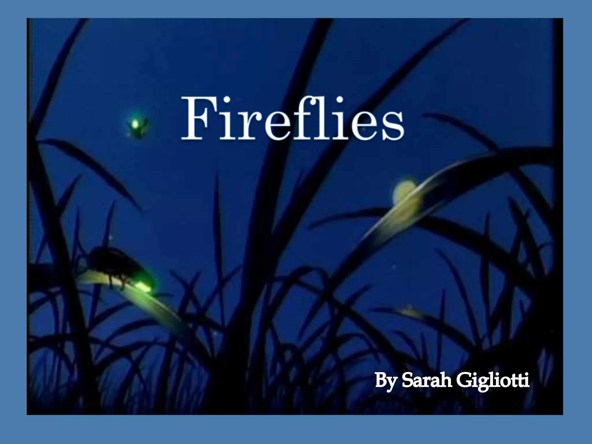 Firefly story | PPTX