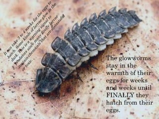 It can take 3 to 4 weeks for the eggs to hatch. Some kinds of larvae glow in the dark. This is a warning signal to predators since many firefly larvae contain chemicals that are distasteful or toxic.The glowworms stay in the warmth of their eggs for weeks and weeks until FINALLY they hatch from their eggs.