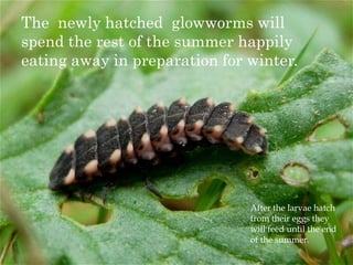 The  newly hatched  glowworms will spend the rest of the summer happily eating away in preparation for winter. After the larvae hatch from their eggs they will feed until the end of the summer. 