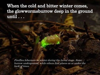 When the cold and bitter winter comes, the glowwormsburrow deep in the ground until . . .Fireflies hibernate in winter during the larval stage. Some burrow underground, while others find places on or under the bark of trees.